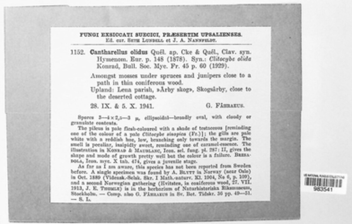 Aphroditeola olida image